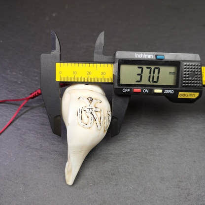 White Conch Shankha 3.31" - Tibetan Buddhist art, size reference