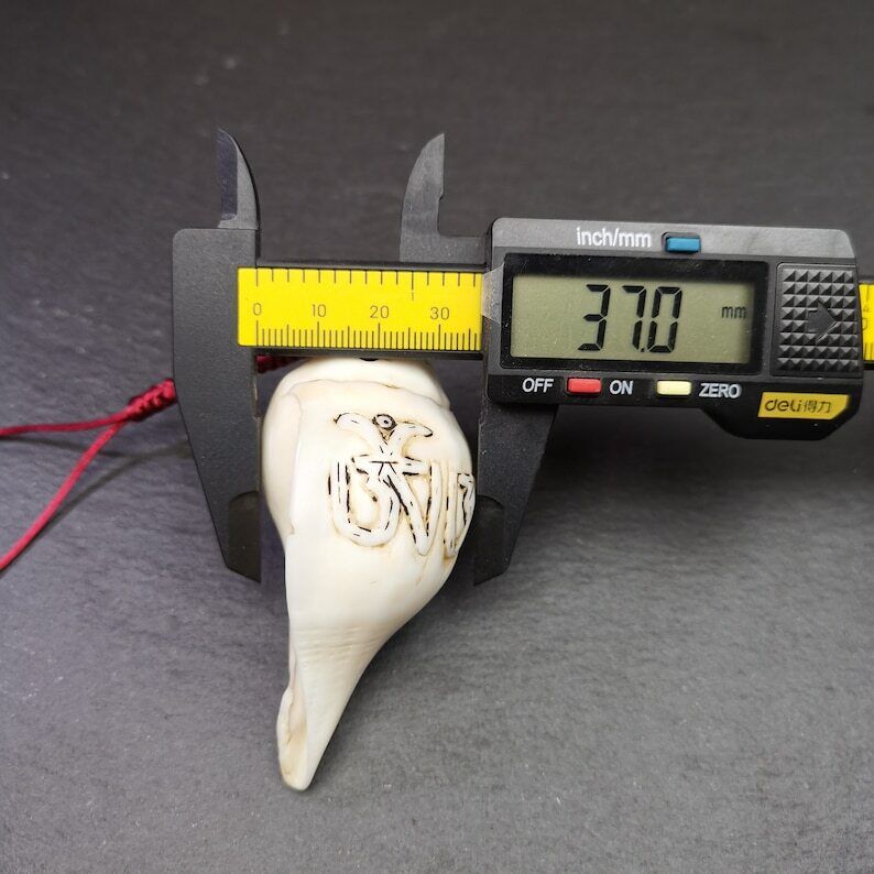 White Conch Shankha 3.31" - Tibetan Buddhist art, size reference